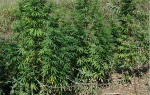 Individuata rigogliosa piantagione di marijuana in contrada Corcioli: i Carabinieri estirpano prima della raccolta
