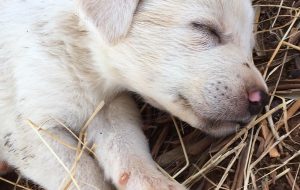 Abbandona due cuccioli di cane: beccato dalle telecamere e denunciato