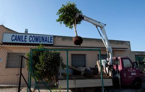Avviata la piantumazione di 11 alberi nelle aree di sgambamento del Canile Comunale di Brindisi,