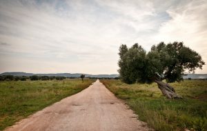 Cia Due Mari: “Al Parco delle Dune Costiere agricoltori dimenticati”