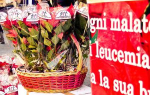 Tornano le stelle di Natale AIL con la novità dei “Sogni di cioccolato AIL”