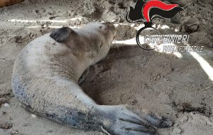 Avviate le analisi necroscopiche sul cucciolo di foca monaca spiaggiato a Torre San Gennaro