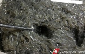 Interventi della Guardia Costiera di Brindisi contro la vendita della “schiuma di mare”