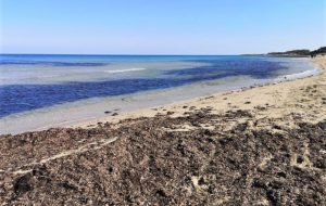 Conoscere ciò che si vede a Torre Guaceto: i doni del mare