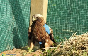 Dalla strada al centro recupero: un’aquila minore a Torre Guaceto