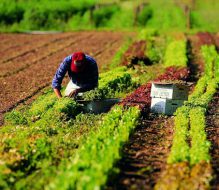 Francavilla Fontana: Insediata la Consulta comunale per l’Agricoltura, Angelo Candita eletto presidente