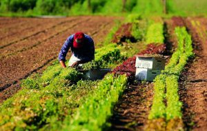 Cgil: Politica agroalimentare e sviluppo rurale, interventi strutturali per uscire dalla crisi e rilanciare il settore