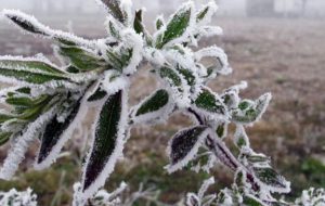 Coronavirus, Confartigianato: “è come una gelata in piena primavera”