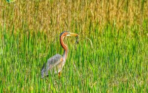 Un airone rosso a Torre Guaceto: il simbolo della natura protetta