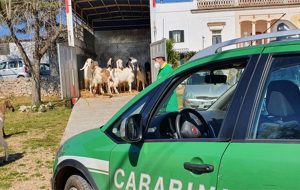 Sequestrato carico di capretti di origine non certificata