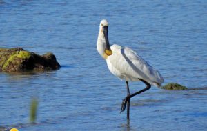 Il ritorno delle Spatole a Torre Guaceto nel World Migratory Bird Day