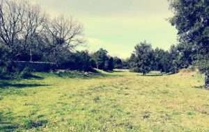 Riqualificazione di Parco Augelluzzi: progetto approvato e candidato al bando del Gal Alto Salento