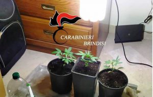 Allestisce in casa due mini serre per la coltivazione di marijuana e per evitare la perquisizione oppone resistenza, arrestato