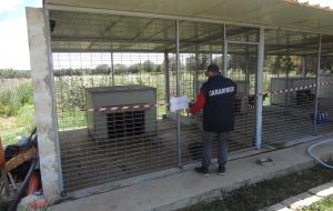 Canile abusivo a Brindisi: intervengono i Carabinieri Forestali