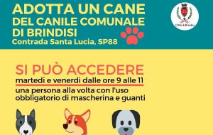 Da oggi in canile ripartono le adozioni