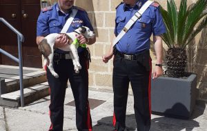 Abbandona un cucciolo lanciandolo dal finestrino dell’auto: i Carabinieri recuperano il cane e denunciano l’uomo