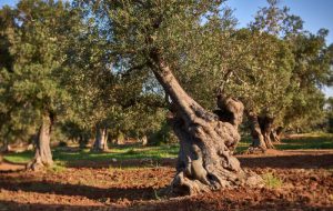 Torre Guaceto, Slow food e WWF lanciano l’appello: non abbattete gli ulivi