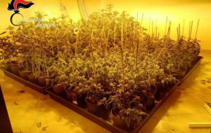 Allestisce due serre per la coltivazione di marijuana: arrestato