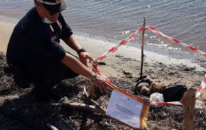 Pacco di carne avariata sulla spiaggia di Punta Torre Cavallo: due ragazzi accusano malore