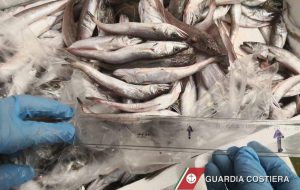 Sequestrate 23 cassette di nasello sotto la taglia minima