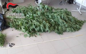 Marijuana: arresti ad Oria e Mesagne