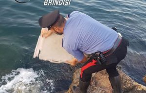 In vendita senza requisitivi di tracciabilità: sequestrati 500 ricci