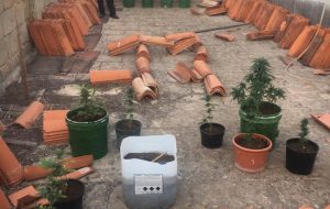 11 piante sul terrazzo e 29 grammi in garage: 50enne arrestato per possesso di marijuana