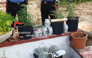 Conviventi coltivano e detengono occultati presso l’abitazione rurale marjuana: arrestati