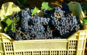 Cantine Due Palme: al via la vendemmia 2020