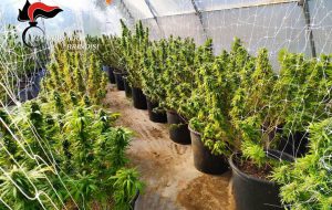 Allestisce serra per la coltivazione di marijuana: maxisequestro a Mesagne