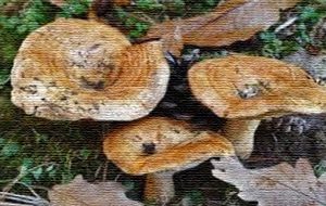 Gal Alto Salento 2020: al via il II° Corso di formazione per il rilascio del permesso alla raccolta dei funghi epigei spontanei
