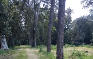 Domani mattina volontari a lavoro per la pulizia di Parco Colemi