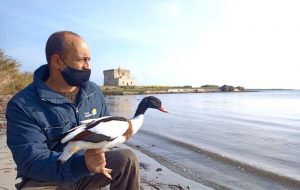 Dopo un anno di cure, la volpoca di Torre Guaceto è tornata a volare