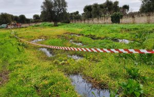 Controlli ambientali e agroalimentari dei Carabinieri Forestali: sequestri e multe in tutta la Provincia di Brindisi