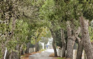 A Fasano 200 nuovi alberi in sostituzione di quelli malati