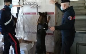 Il cane antidroga fiuta 1,5 Kg di hashish suddiviso in 15 panetti: arrestato 32enne