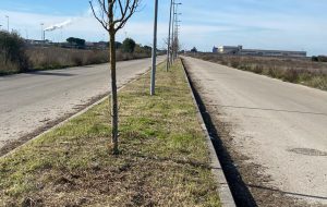 In corso lavori di manutenzione del verde nella zona PIP di Francavilla Fontana
