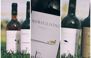 Moriglione, il primitivo biologico di Tenute Lu Spada