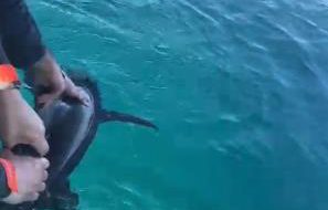 Raro squalo nei pressi di Torre Guaceto: pescatori e Consorzio lo salvano