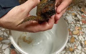Tartaruga marina in difficoltà al Granchio Rosso salvata dalla Capitaneria di Porto di Brindisi