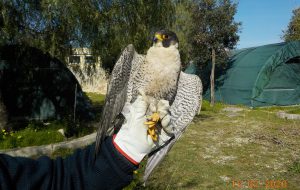 Prosegue la convenzione tra Regione Puglia e Centro fauna selvatica della Provincia di Brindisi