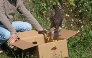Centro fauna selvatica di Brindisi. Rilascio uccelli selvatici nel Bosco di Cerano e nelle Saline di Punta della Contessa