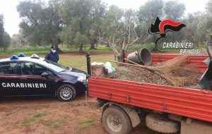 Tentano di rubare 5 quintali di olive da un fondo agricolo. I Carabinieri di Oria bloccano e arrestano tre persone.