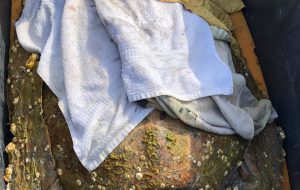 Recuperata esemplare di tartaruga marina in difficoltà a Torre Capo Cavallo