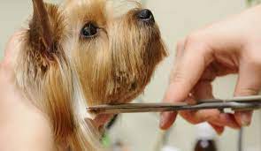 Riapre l’attività di toelettattura animali: la soddisfazione di Leoci e Vizzino