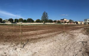 San Vito: piantati 96 alberi nei pressi del Liceo Scientifico