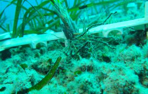 Prosegue il trapianto pilota di Posidonia Oceanica nel Parco Dune Costiere