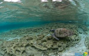 Aree protette e tartarughe marine: Torre Guaceto e Porto Cesareo unite per salvare gli animali