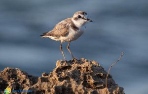 I fratini stanno nidificando a Torre Guaceto: “Non portate i cani in riserva”