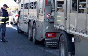 La  Polizia Stradale di Brindisi salva 11 cavalli stipati in un autocarro